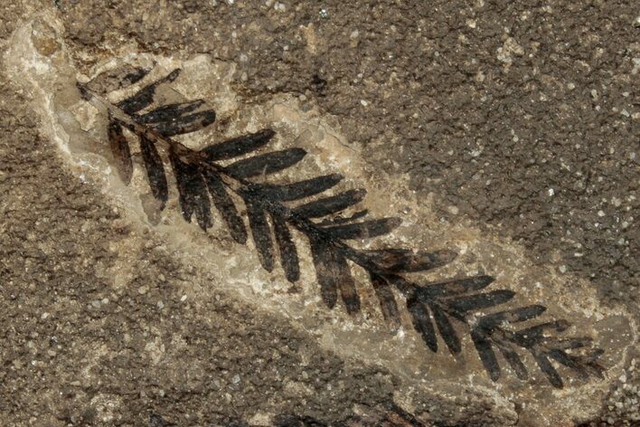 Conifer (Metasequoia) Fossil Plate - McAbee, BC #255544